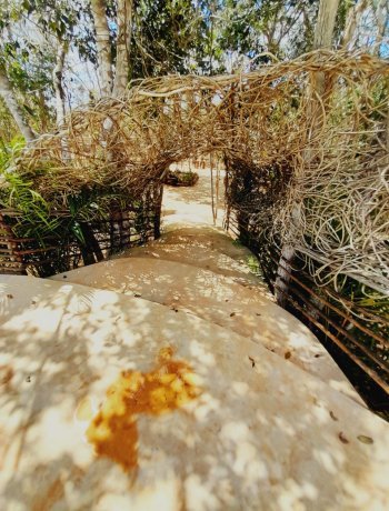 Cenote x kuuch